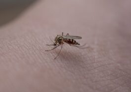 Sommerzeit – Insektenzeit – diese Vorsorgemaßnahmen sollten Menschen mit einer Insektengiftallergie treffen