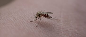 Sommerzeit – Insektenzeit – diese Vorsorgemaßnahmen sollten Menschen mit einer Insektengiftallergie treffen