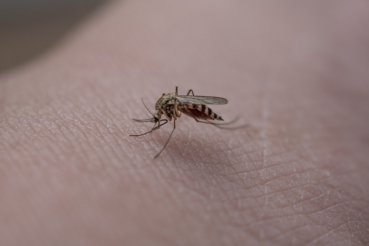 Sommerzeit – Insektenzeit – diese Vorsorgemaßnahmen sollten Menschen mit einer Insektengiftallergie treffen